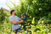 Электроножницы садовые GARDENA ComfortCut 550/50 09833-20.000.00 в Санкт-Петербурге