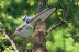 Высоторез STIHL HT 131 41822000092 в Санкт-Петербурге