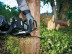 Аккумуляторная Бесщёточная Цепная пила Greenworks 82V (45 см) GD82CS50 в Санкт-Петербурге