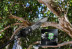 Высоторез/Сучкорез аккумуляторный телескопический Greenworks PS102T, 25 см, бесщеточный, без АКБ и З в Санкт-Петербурге