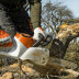 Аккумуляторная пила STIHL MSA 220 C-BQ 16" (40см) 3/8"P 1.3 55 зв. без аккумулятора в Санкт-Петербурге